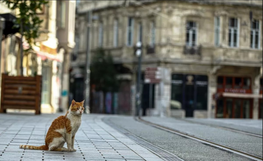 Vaka sayıları yeni kısıtlamaları gündeme getirdi: 8 ilden daha karantina kararı! 3