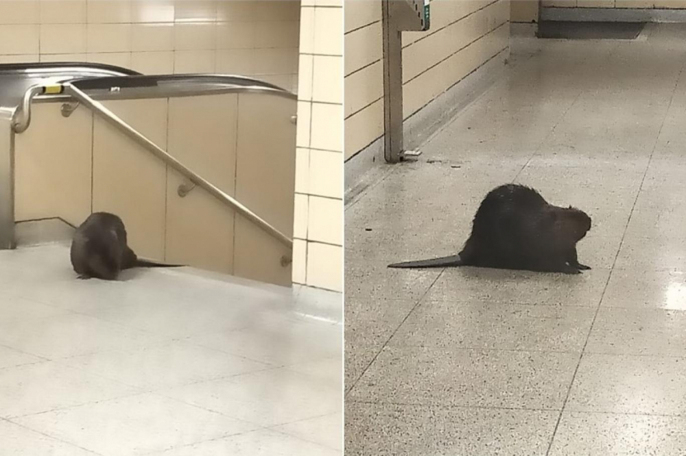 Kanada Toronto'da bulunan bir metro istasyonundaki görüntü sosyal medyada olay oldu! 1