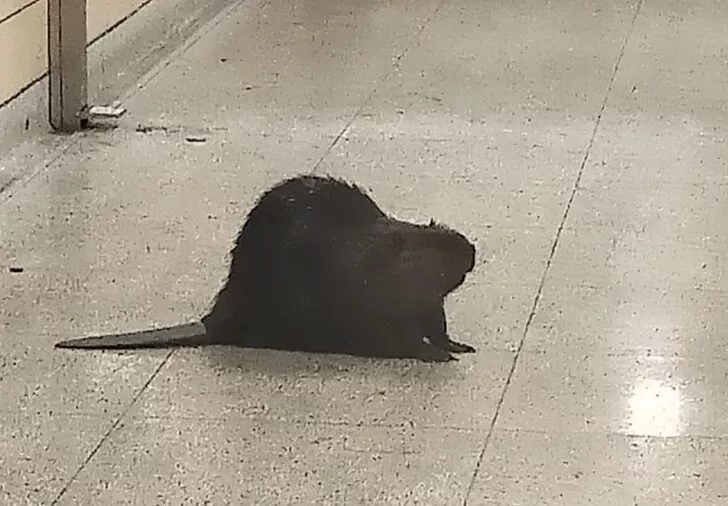 Kanada Toronto'da bulunan bir metro istasyonundaki görüntü sosyal medyada olay oldu! 2