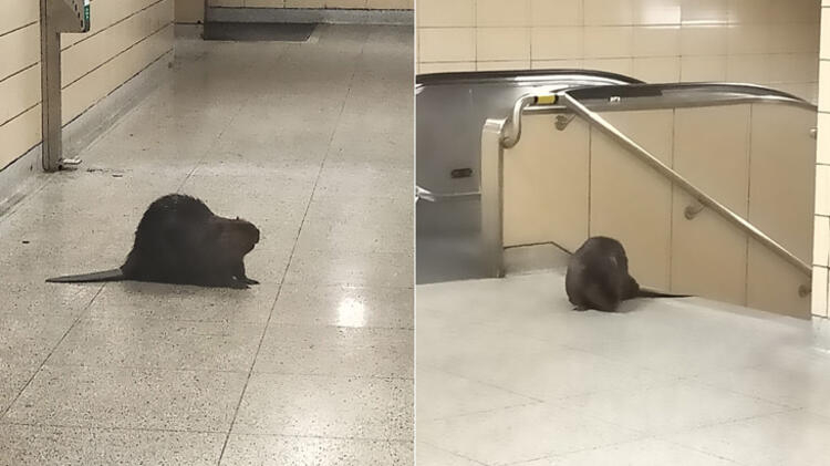 Kanada Toronto'da bulunan bir metro istasyonundaki görüntü sosyal medyada olay oldu! 3