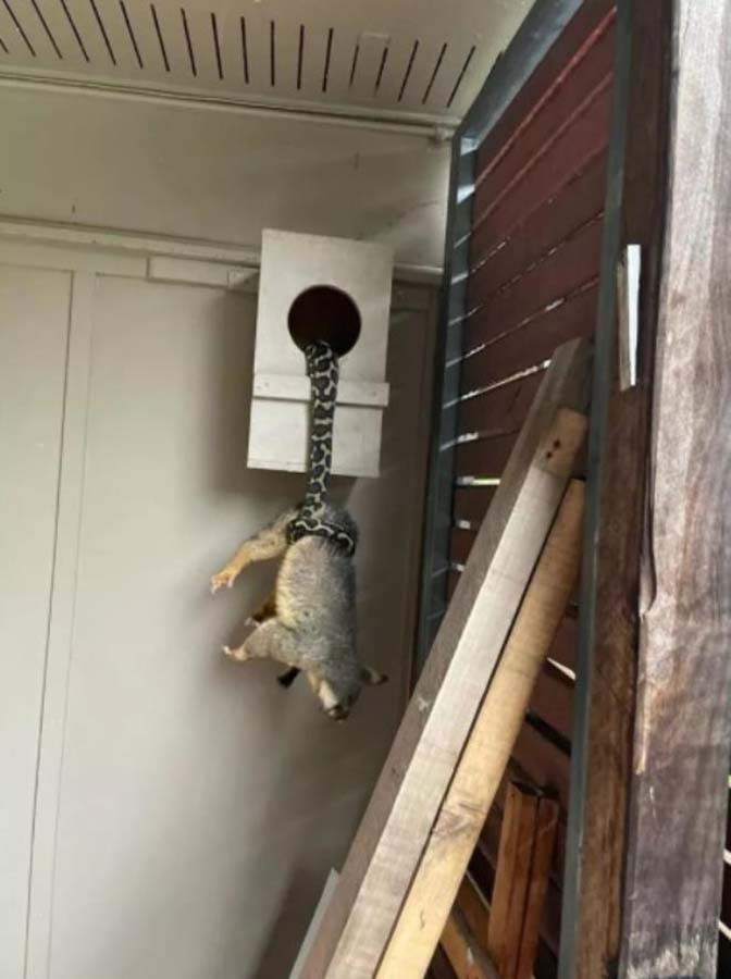 O görüntüler karşısında ev sahibi ne yapacağını bilemedi! 2