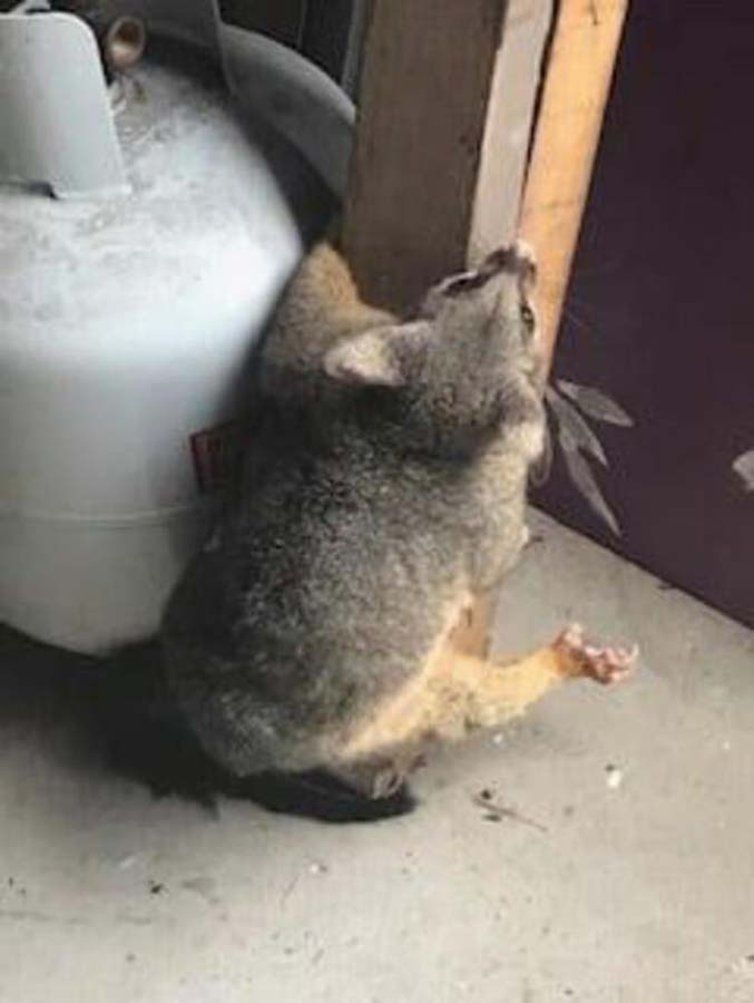 O görüntüler karşısında ev sahibi ne yapacağını bilemedi! 4