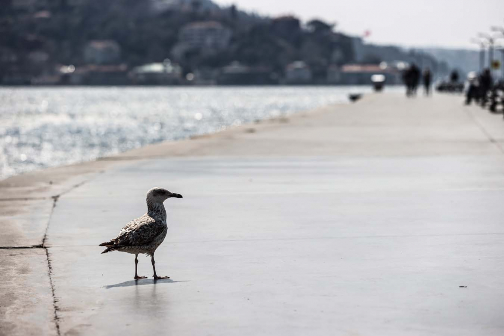 İstanbul'da can sıkan görüntü! Vatandaş evde, turistler meydanlarda 15