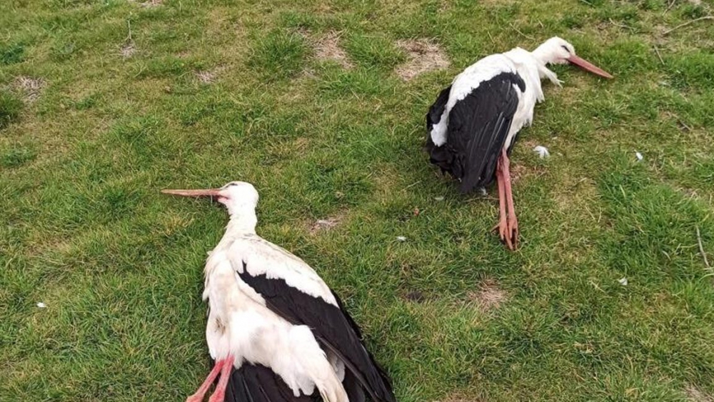 Sosyal medyada tepki çeken görüntü! Göç eden leylekleri tüfekle vurarak öldürdüler 1