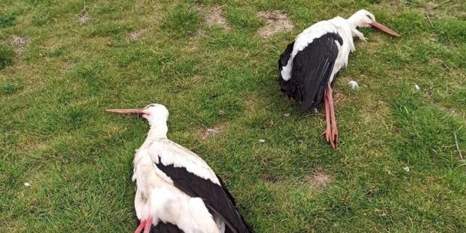 Sosyal medyada tepki çeken görüntü! Göç eden leylekleri tüfekle vurarak öldürdüler