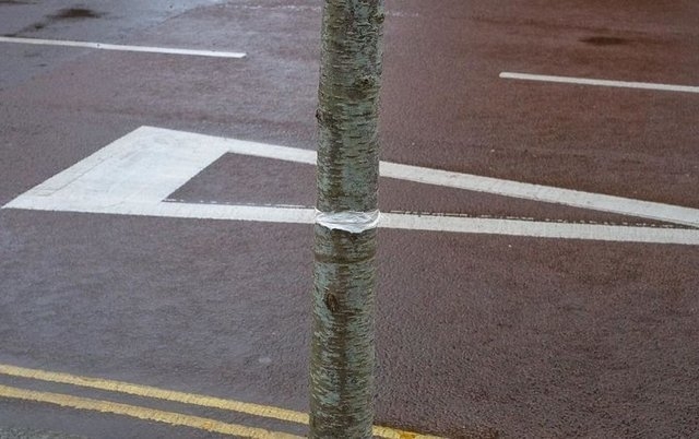 Düzenli insanlar için çekilmiş simetrik fotoğraflar 20