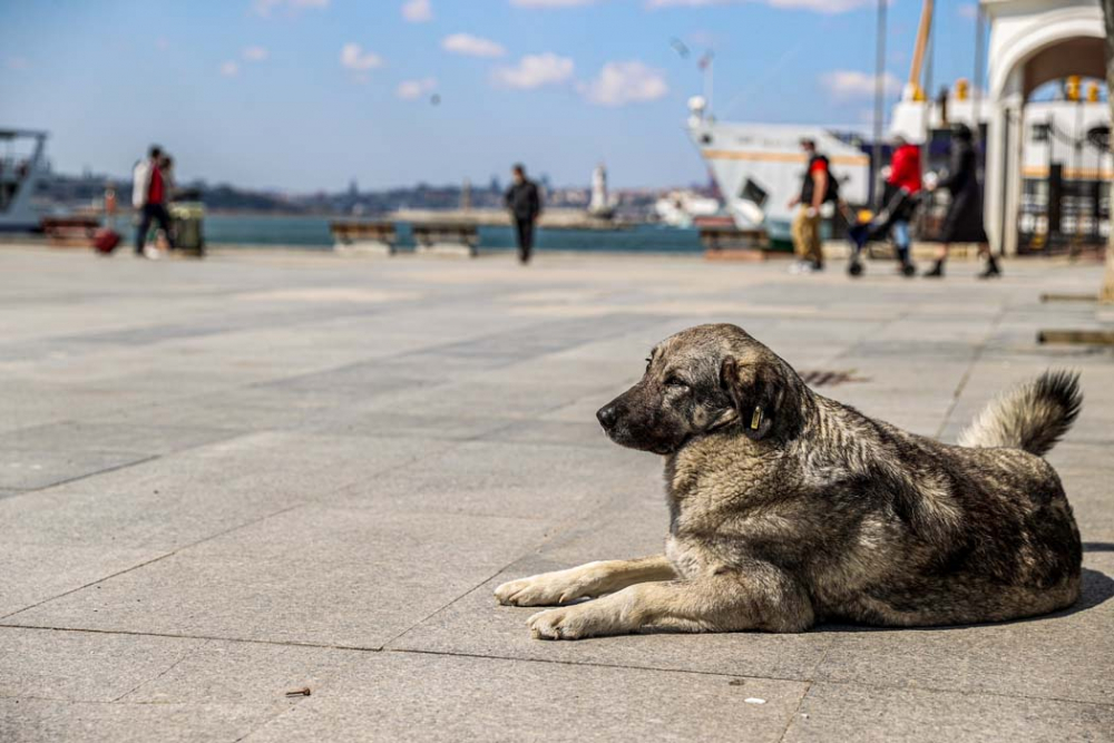 İçişleri Bakanlığı genelgesi yayımlandı! İşte Kısmi Kapanma'nın detayları... 17