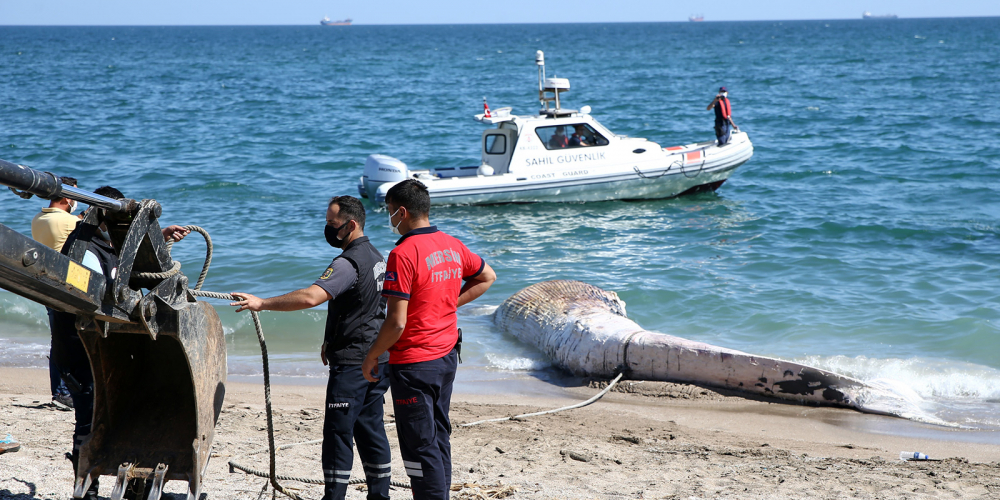 Mersin'de dikkat çeken görüntü! 14 metrelik oluklu balina sahile vurdu 5