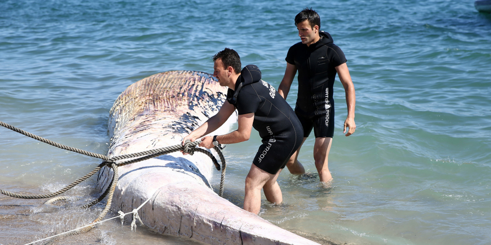 Mersin'de dikkat çeken görüntü! 14 metrelik oluklu balina sahile vurdu 6