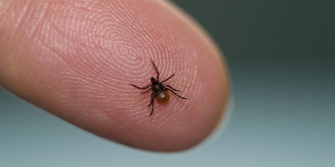 Bu hataların sonu ölüm olabilir: Akrep, kene ve yılan ısırığı gibi vakalarda yapılmaması gerekenler!