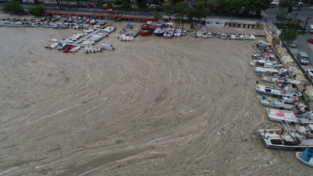 Marmara Denizi'ndeki tehlike devam ediyor: İstanbul, Kocaeli, Bursa, Tekirdağ... İşte deniz salyasının etkileri... 10