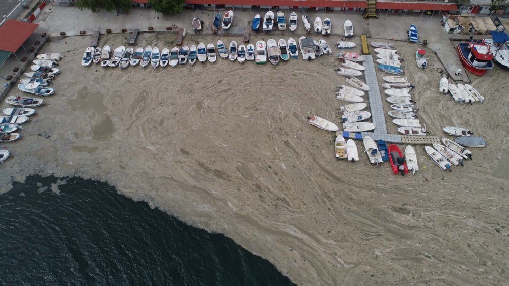 Marmara Denizi'ndeki tehlike devam ediyor: İstanbul, Kocaeli, Bursa, Tekirdağ... İşte deniz salyasının etkileri... 11