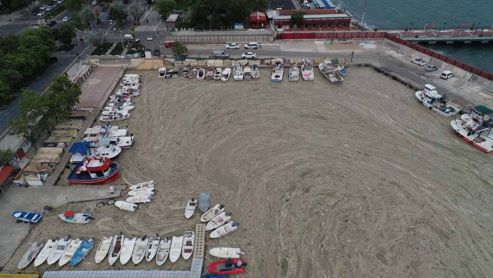 Marmara Denizi'ndeki tehlike devam ediyor: İstanbul, Kocaeli, Bursa, Tekirdağ... İşte deniz salyasının etkileri... 13