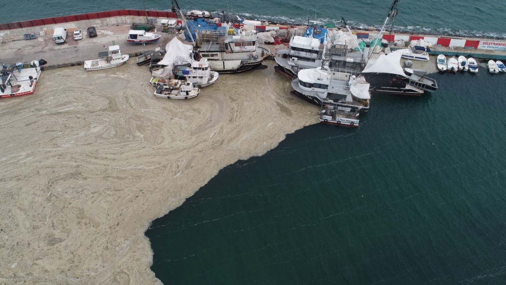 Marmara Denizi'ndeki tehlike devam ediyor: İstanbul, Kocaeli, Bursa, Tekirdağ... İşte deniz salyasının etkileri... 14