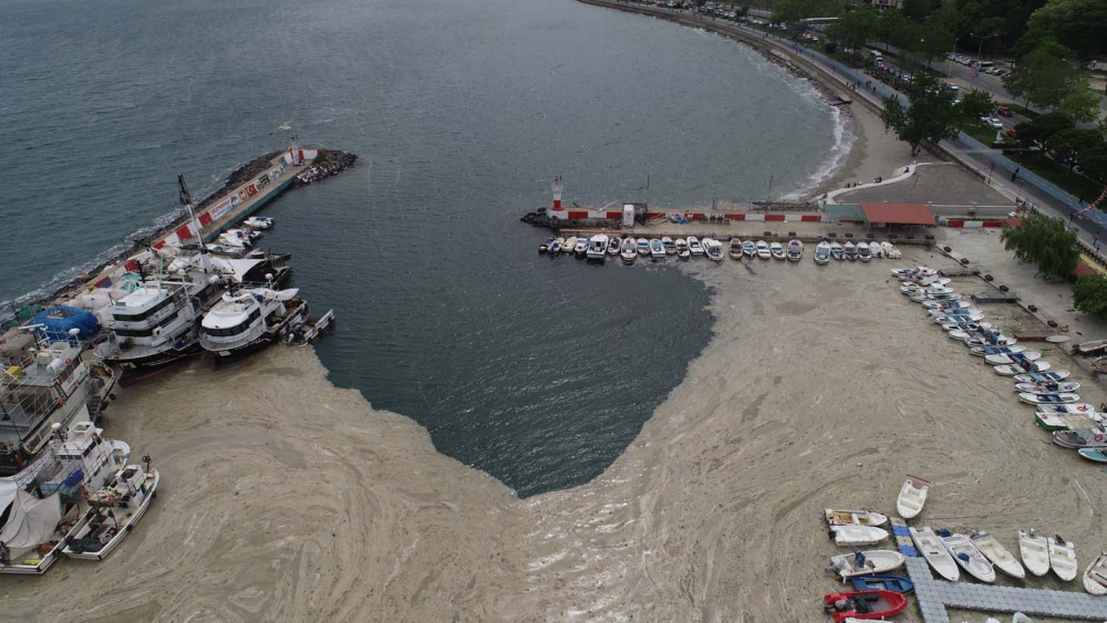 Marmara Denizi'ndeki tehlike devam ediyor: İstanbul, Kocaeli, Bursa, Tekirdağ... İşte deniz salyasının etkileri... 15