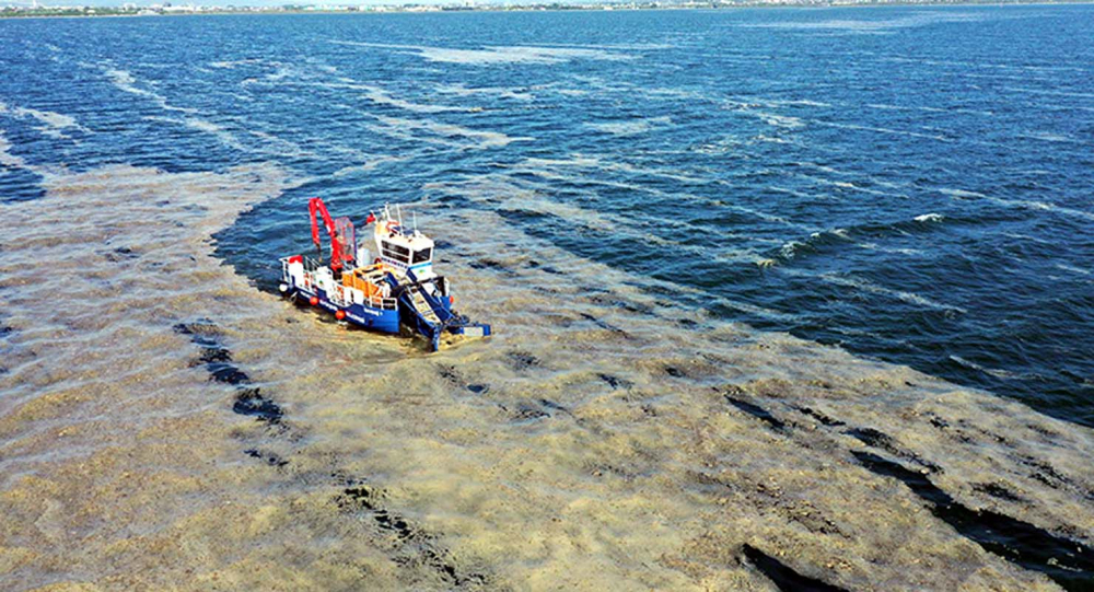 Marmara Denizi'ndeki tehlike devam ediyor: İstanbul, Kocaeli, Bursa, Tekirdağ... İşte deniz salyasının etkileri... 16