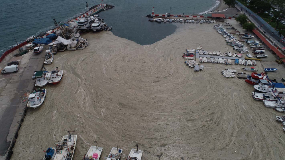 Marmara Denizi'ndeki tehlike devam ediyor: İstanbul, Kocaeli, Bursa, Tekirdağ... İşte deniz salyasının etkileri... 7