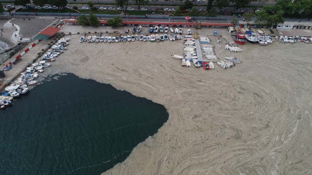 Marmara Denizi'ndeki tehlike devam ediyor: İstanbul, Kocaeli, Bursa, Tekirdağ... İşte deniz salyasının etkileri... 8