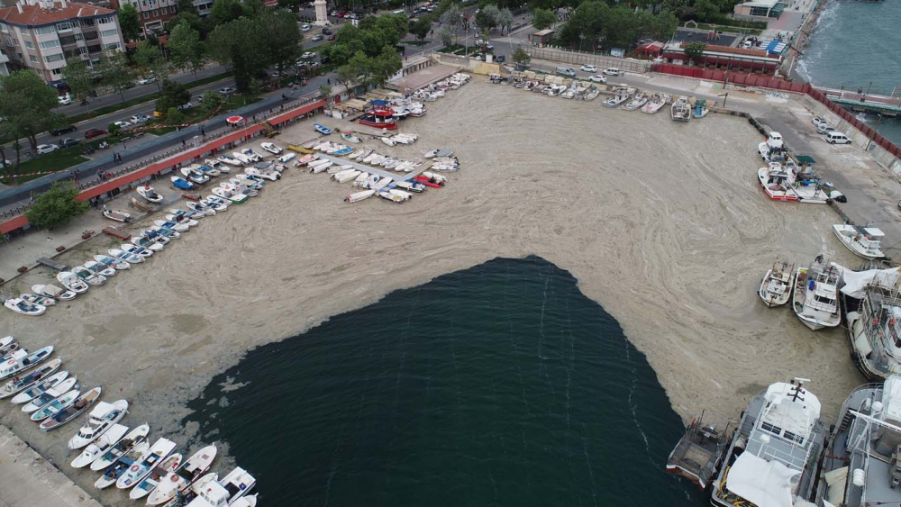 Marmara Denizi'ndeki tehlike devam ediyor: İstanbul, Kocaeli, Bursa, Tekirdağ... İşte deniz salyasının etkileri... 9