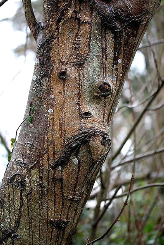 Birbirinden İlginç ağaç fotoğrafları 10