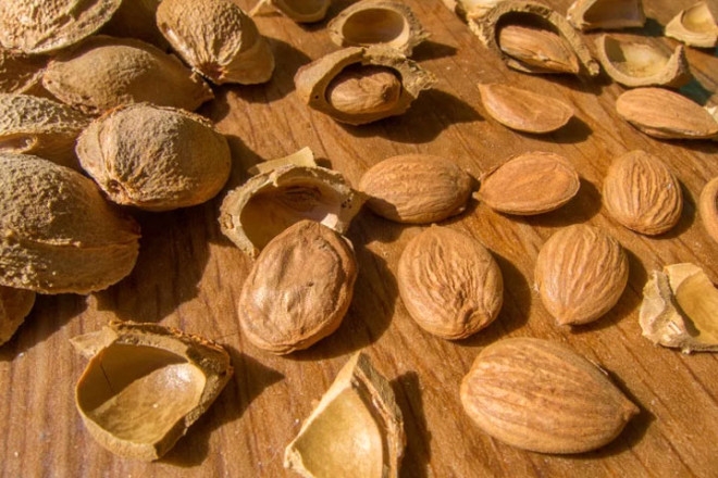 Meyve çekirdeklerini yutmak zararlı mı? Kiraz, üzüm, erik vb. 3