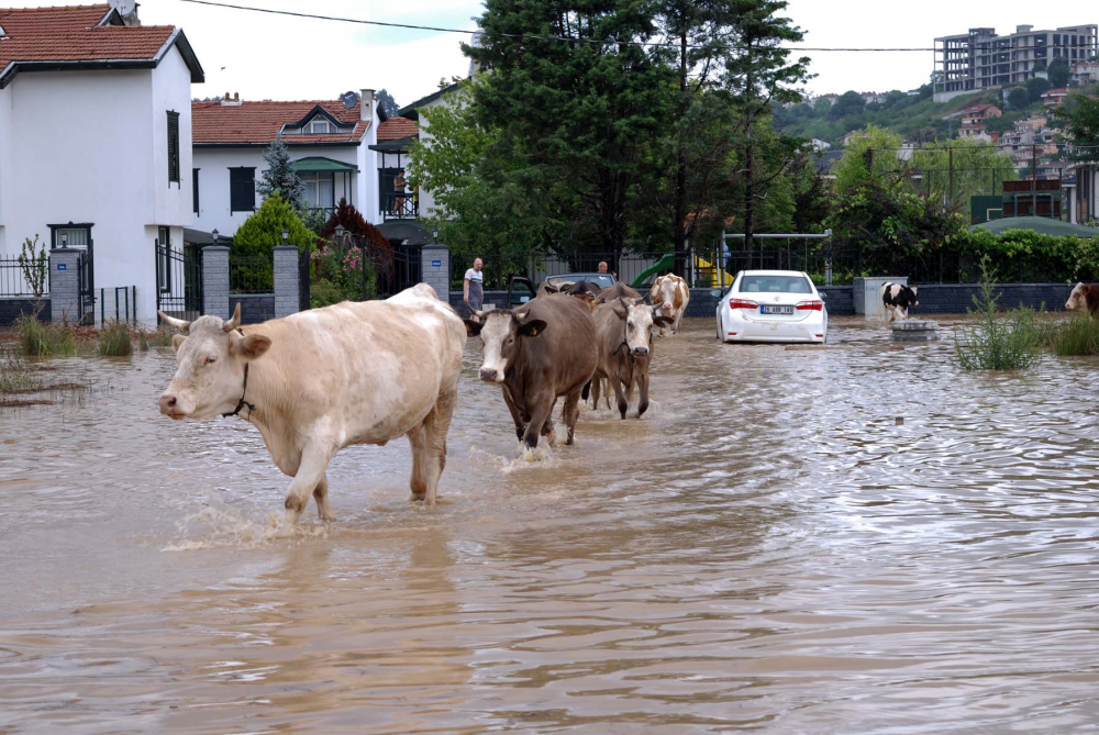 Sağanak yağışlar İstanbul Şile'de dereyi taşırdı! Mahalle sular altında kaldı, evleri ve işyerlerini su bastı 2