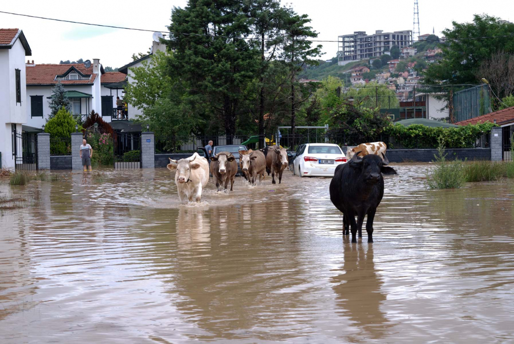 Sağanak yağışlar İstanbul Şile'de dereyi taşırdı! Mahalle sular altında kaldı, evleri ve işyerlerini su bastı 3