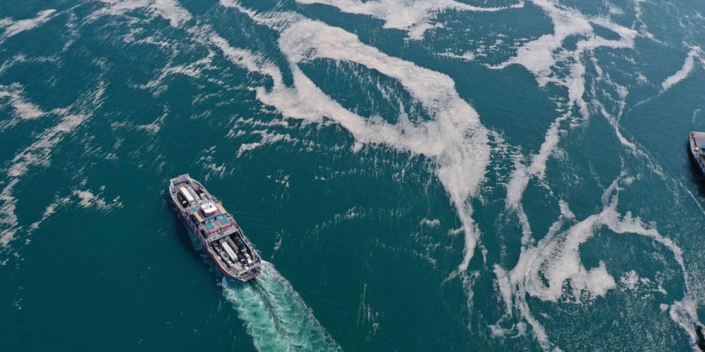 Marmara Denizi'ndeki balıklarda sorun var mı? Bakan Pakdemirli merak edilen konuya açıklık getirdi 4