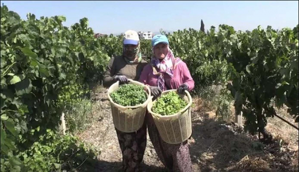 Manisa'da üretiliyor, faydaları saymakla bitmiyor! On binlerce şişe yetmedi: Kapış kapış satılıyor! 2