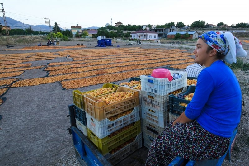 Dünya kayısı başkenti Malatya 1