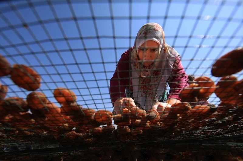 Dünya kayısı başkenti Malatya 10