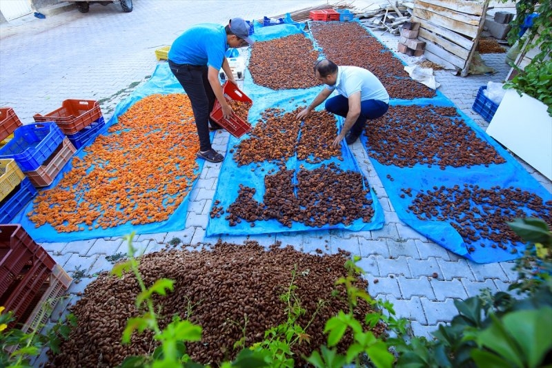 Dünya kayısı başkenti Malatya 12