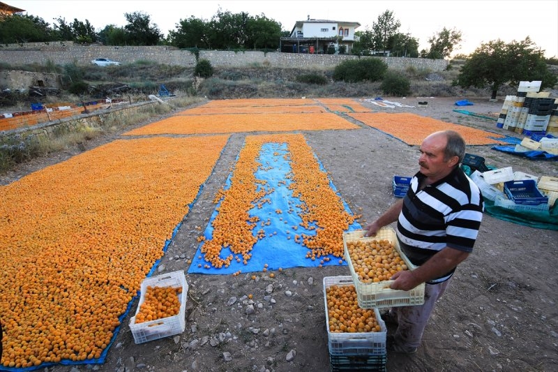 Dünya kayısı başkenti Malatya 4