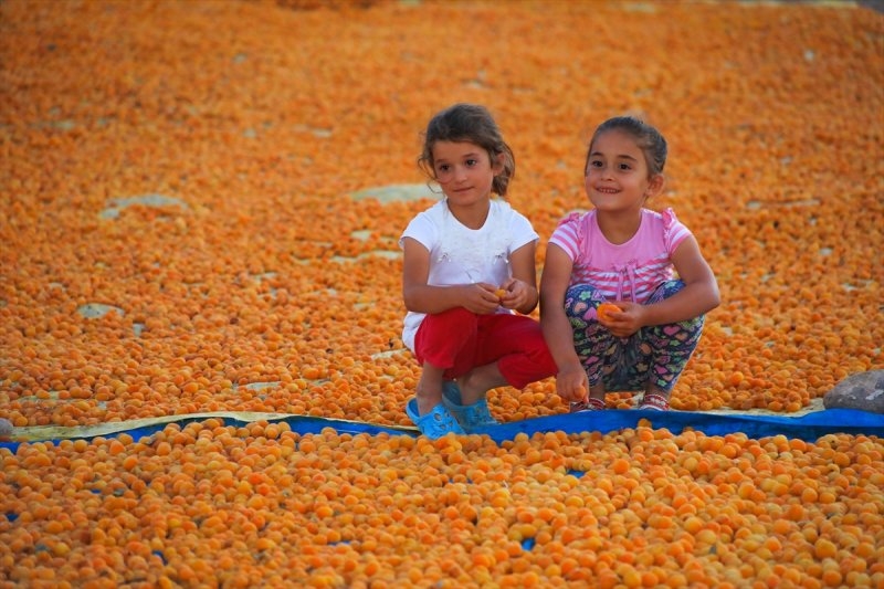 Dünya kayısı başkenti Malatya 5