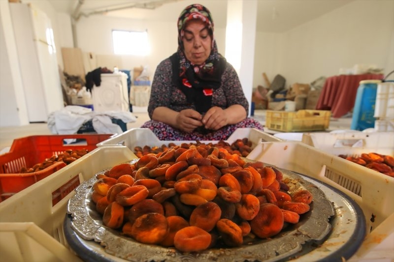 Dünya kayısı başkenti Malatya 7