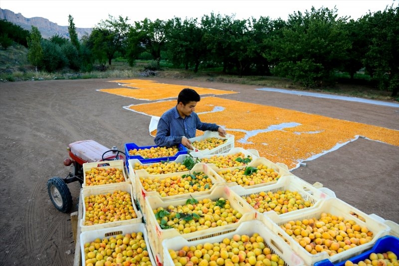 Dünya kayısı başkenti Malatya 8