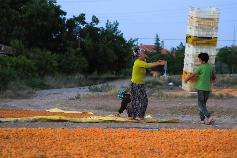 Dünya kayısı başkenti Malatya 9