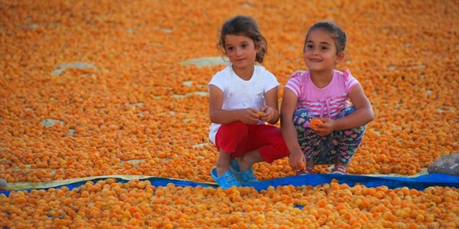 Dünya kayısı başkenti Malatya