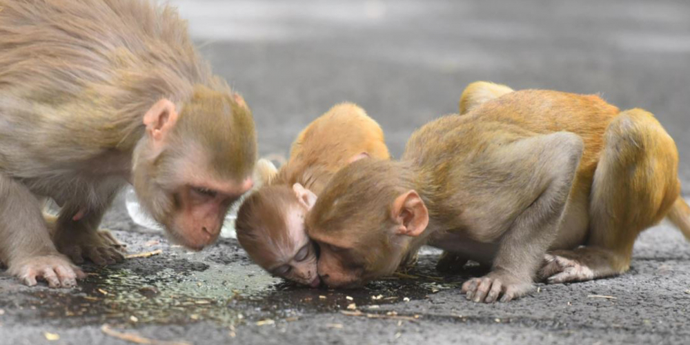 Çin şokta! Koronavirüs sonrası yeni kabus: Monkey B virüsü 2