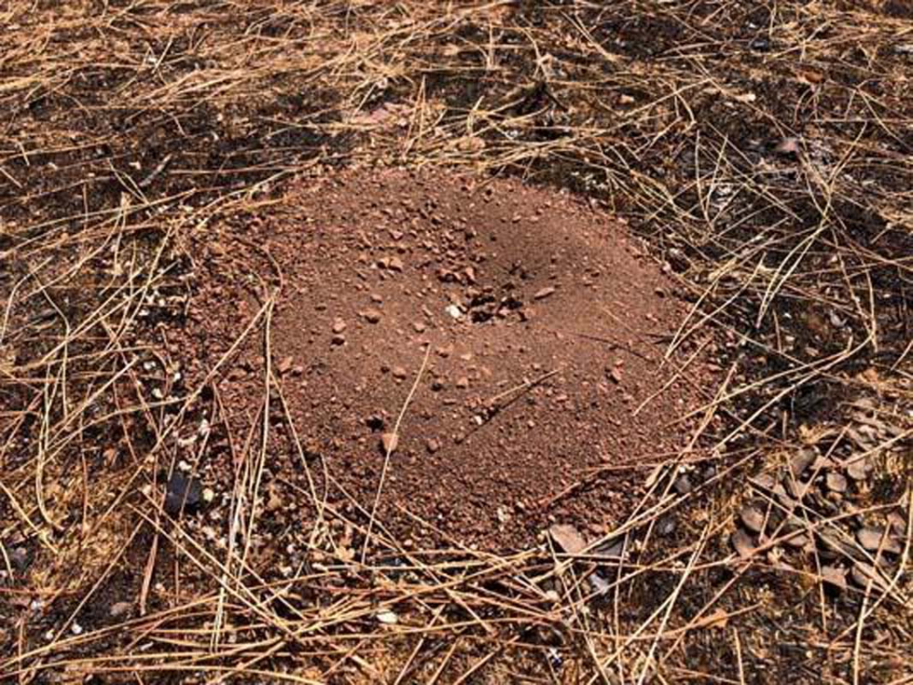 Doğa kendini yenilemeye başladı! Muğla'da yangınların ardından ilk filizler çıktı! 6