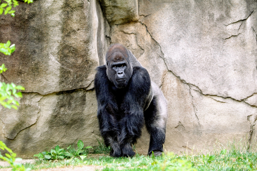 Koronavirüs insanlardan hayvanlara da sıçradı! Hayvanat bahçesinde gorillerin testleri pozitif çıktı 1