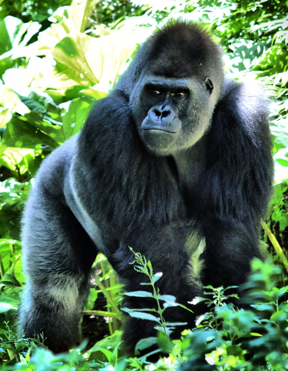 Koronavirüs insanlardan hayvanlara da sıçradı! Hayvanat bahçesinde gorillerin testleri pozitif çıktı 3