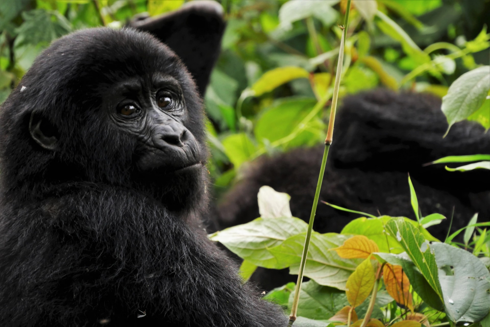 Koronavirüs insanlardan hayvanlara da sıçradı! Hayvanat bahçesinde gorillerin testleri pozitif çıktı 4