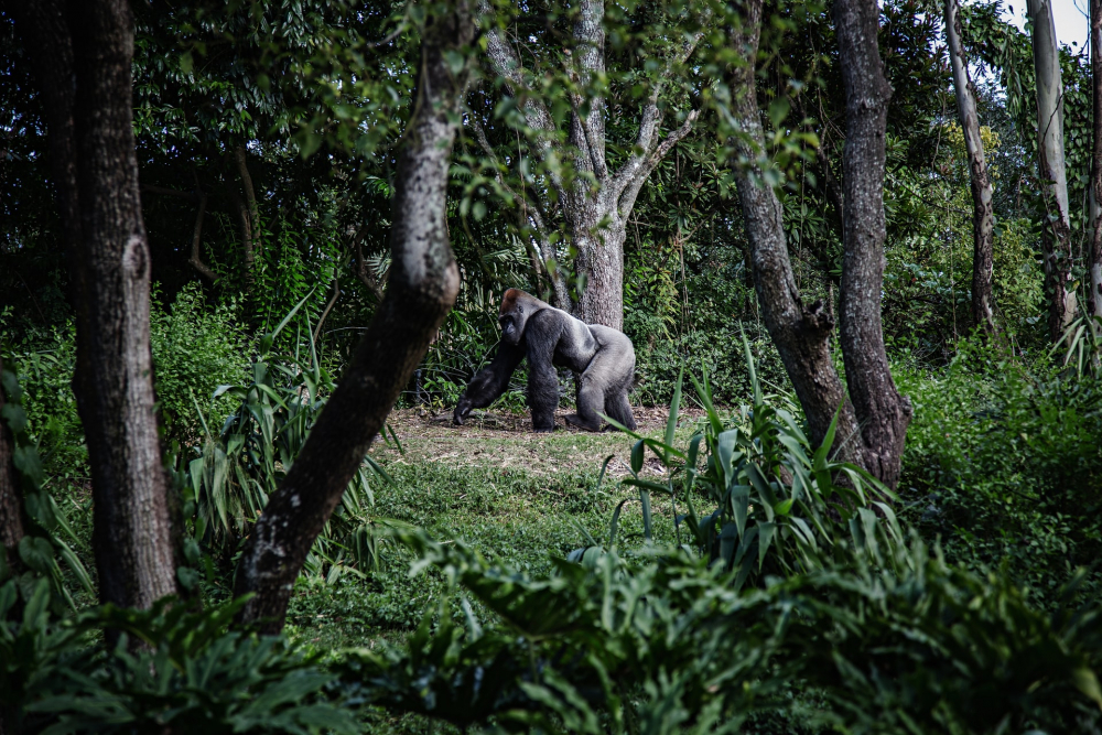 Koronavirüs insanlardan hayvanlara da sıçradı! Hayvanat bahçesinde gorillerin testleri pozitif çıktı 5