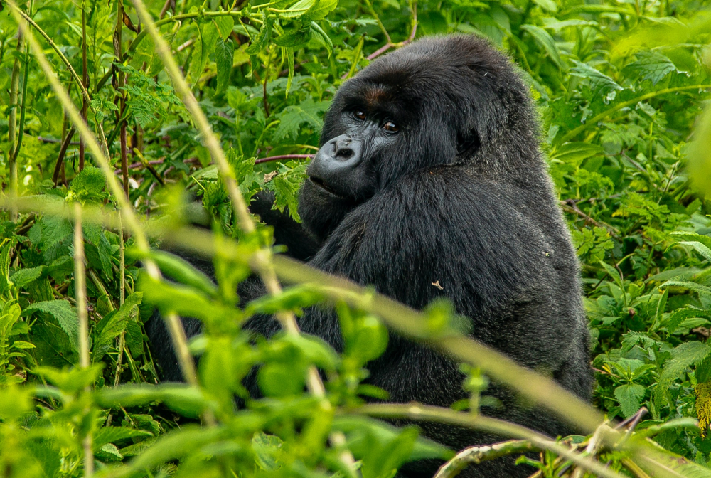 Koronavirüs insanlardan hayvanlara da sıçradı! Hayvanat bahçesinde gorillerin testleri pozitif çıktı 6