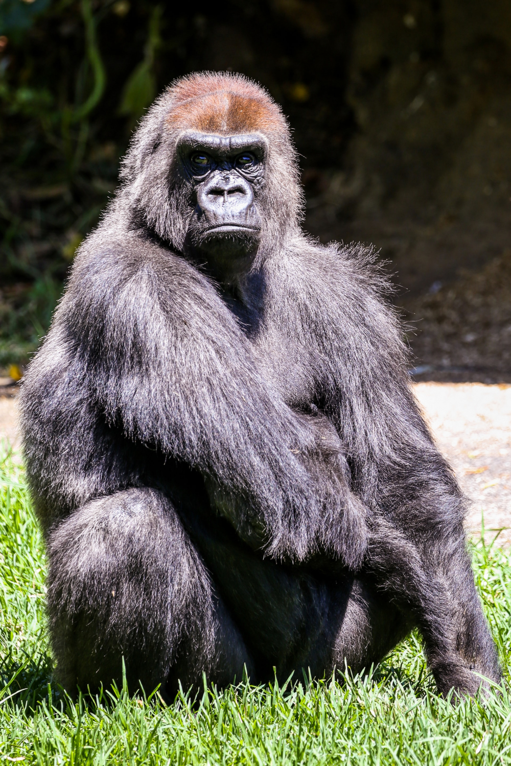 Koronavirüs insanlardan hayvanlara da sıçradı! Hayvanat bahçesinde gorillerin testleri pozitif çıktı 7