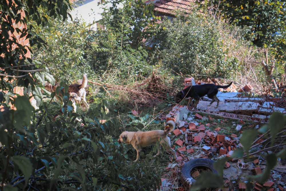 Evinin önünde oynarken dehşeti yaşadı! 8 yaşındaki çocuk sokak köpeklerinin saldırısına uğradı 10