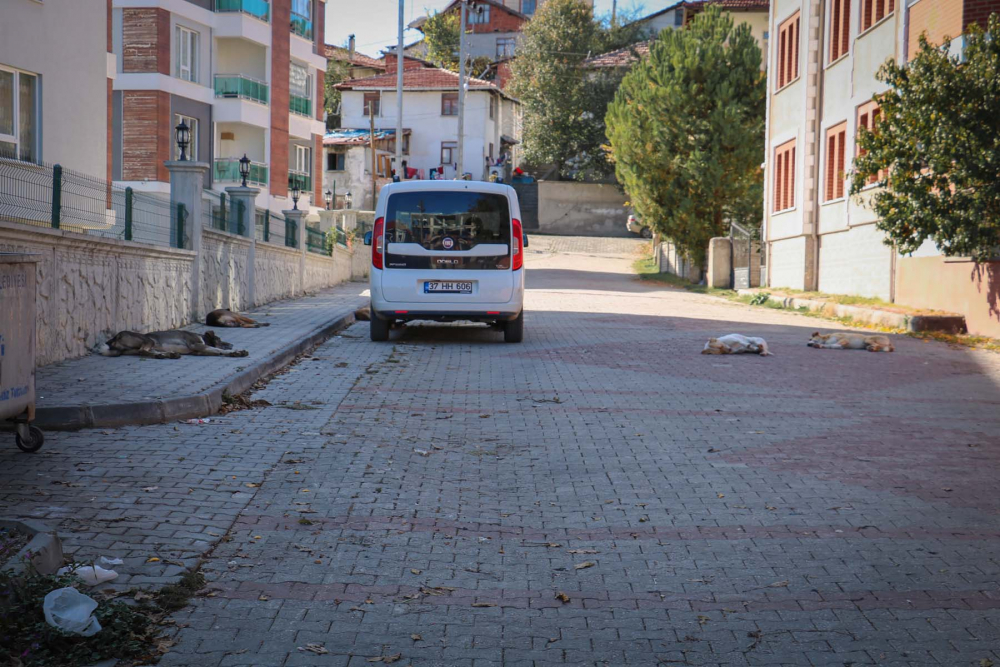 Evinin önünde oynarken dehşeti yaşadı! 8 yaşındaki çocuk sokak köpeklerinin saldırısına uğradı 3