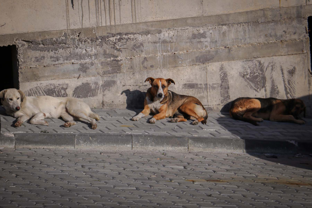 Evinin önünde oynarken dehşeti yaşadı! 8 yaşındaki çocuk sokak köpeklerinin saldırısına uğradı 5