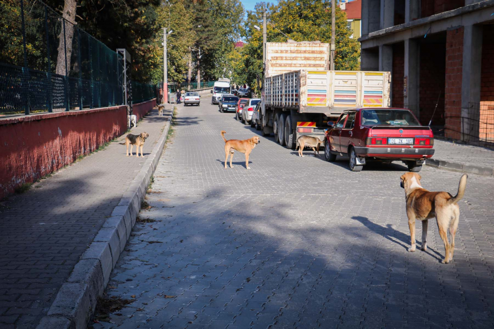 Evinin önünde oynarken dehşeti yaşadı! 8 yaşındaki çocuk sokak köpeklerinin saldırısına uğradı 6